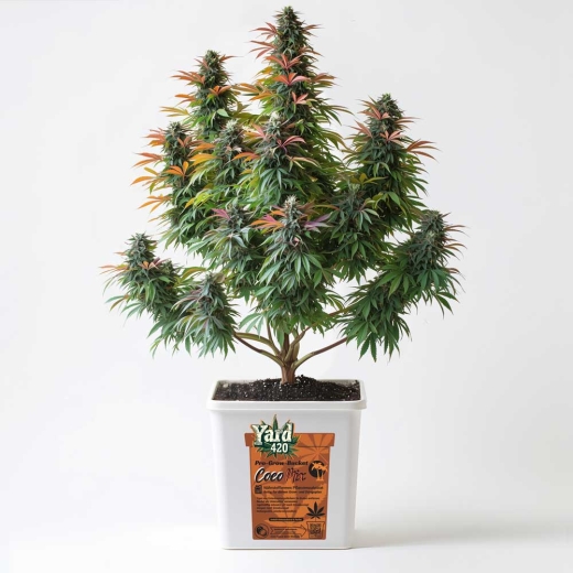 Grow Bucket Coco Mix